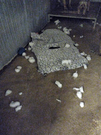 Couchages chiens refusés